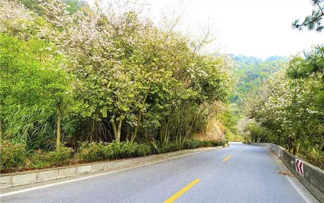 【道路建模】道路绿化带设计